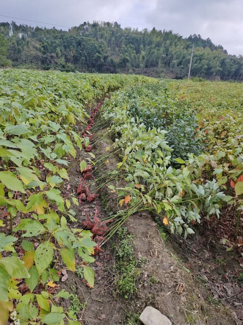 檫木小苗，檫树小苗，檫木基地，1-3公分檫木，檫木假植苗