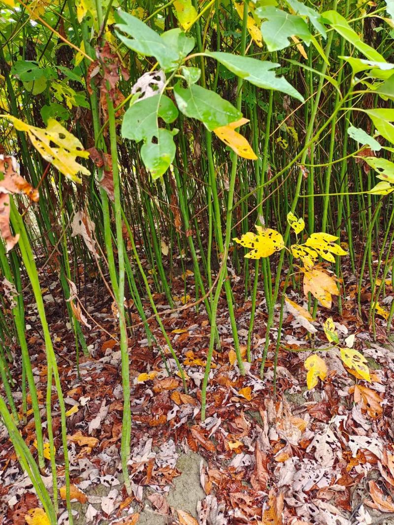 檫木小苗，檫树小苗，檫木基地，1-3公分檫木，檫木假植苗