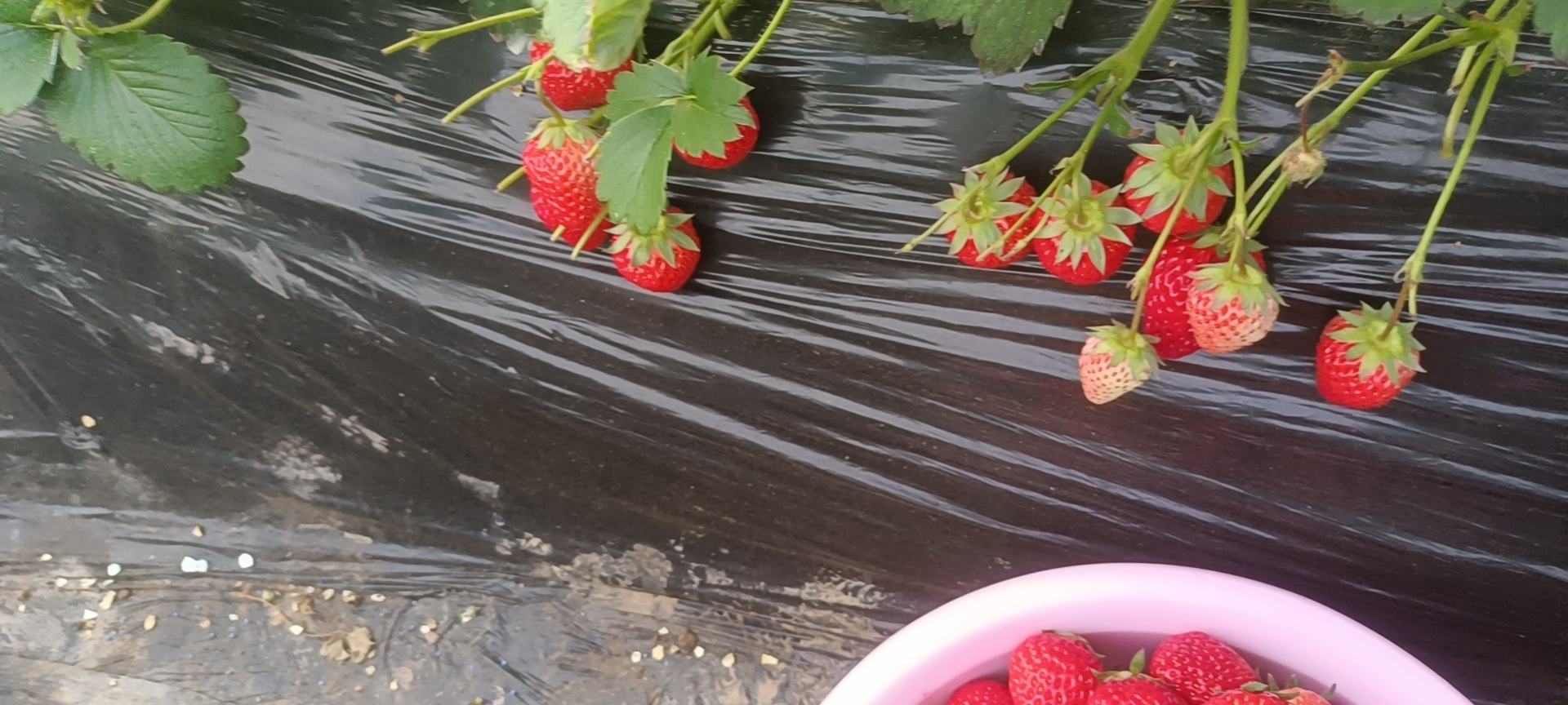 展示红颜草莓采摘现场,采摘人员正在采摘果实,植株高度整齐,果实色泽鲜艳 红颜草莓采摘场景