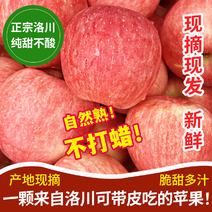 【推荐】洛川苹果一件代发公司福利社区团购包邮甜脆