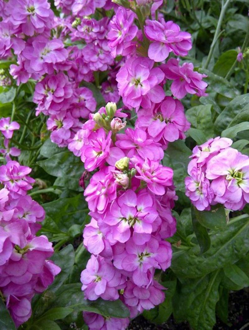 紫罗兰种子花种籽子四季易种易活花种子庭院阳台多年生