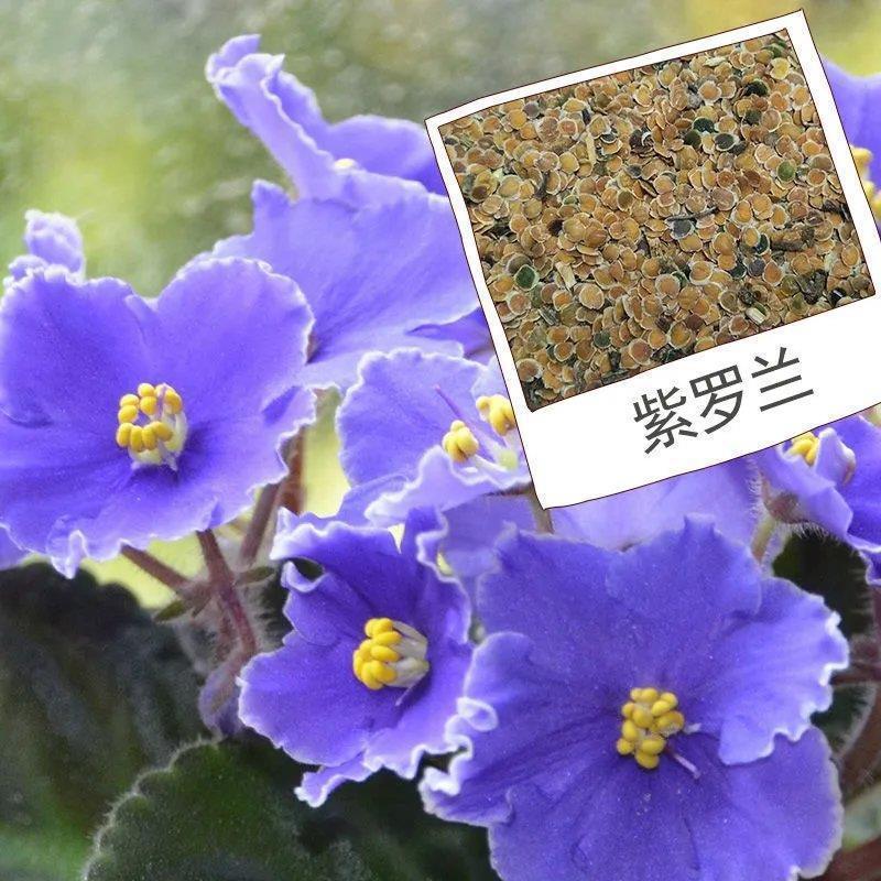 紫罗兰种子花种籽子四季易种易活花种子庭院阳台多年生