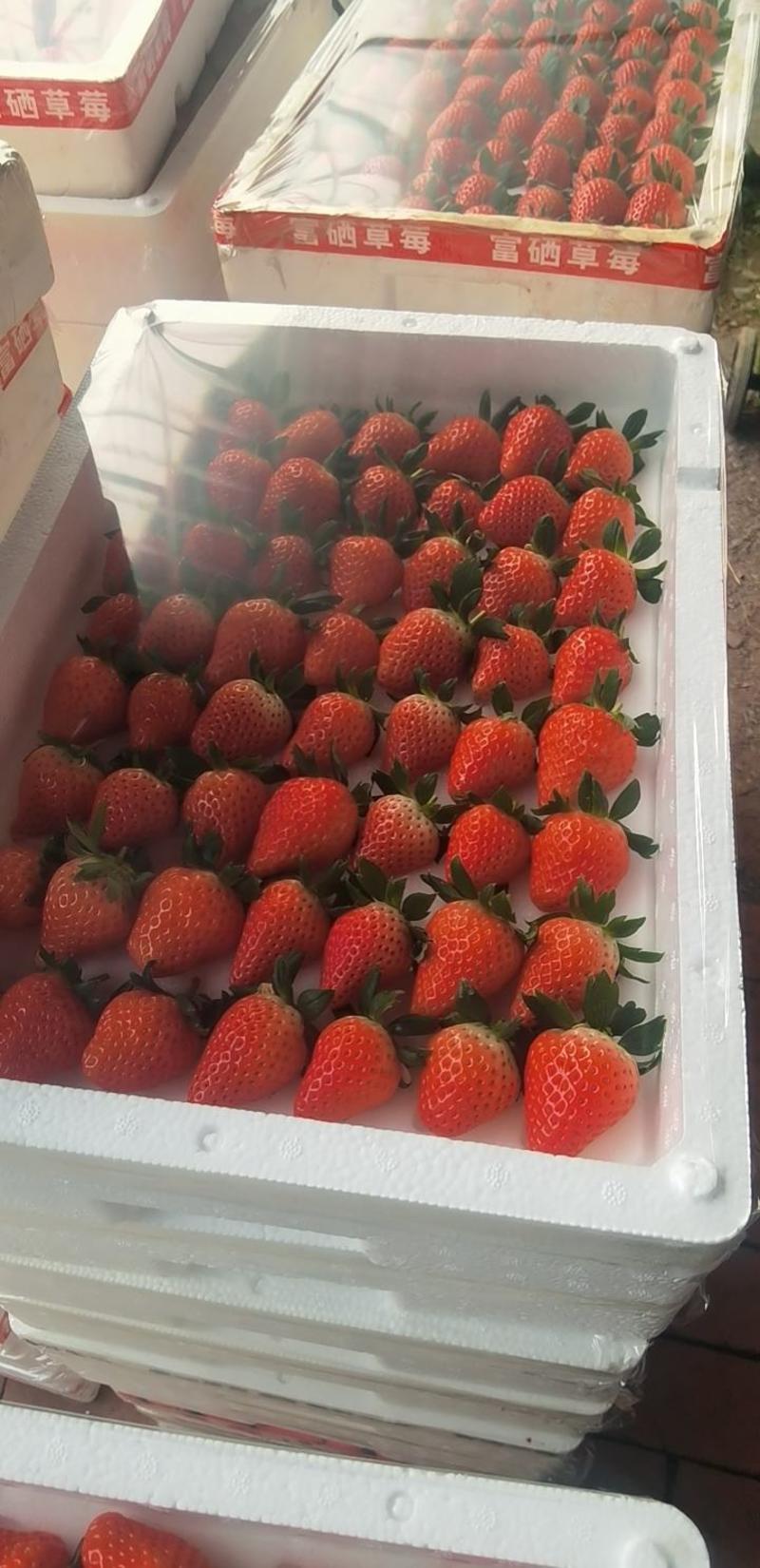 头茬章姬奶油草莓