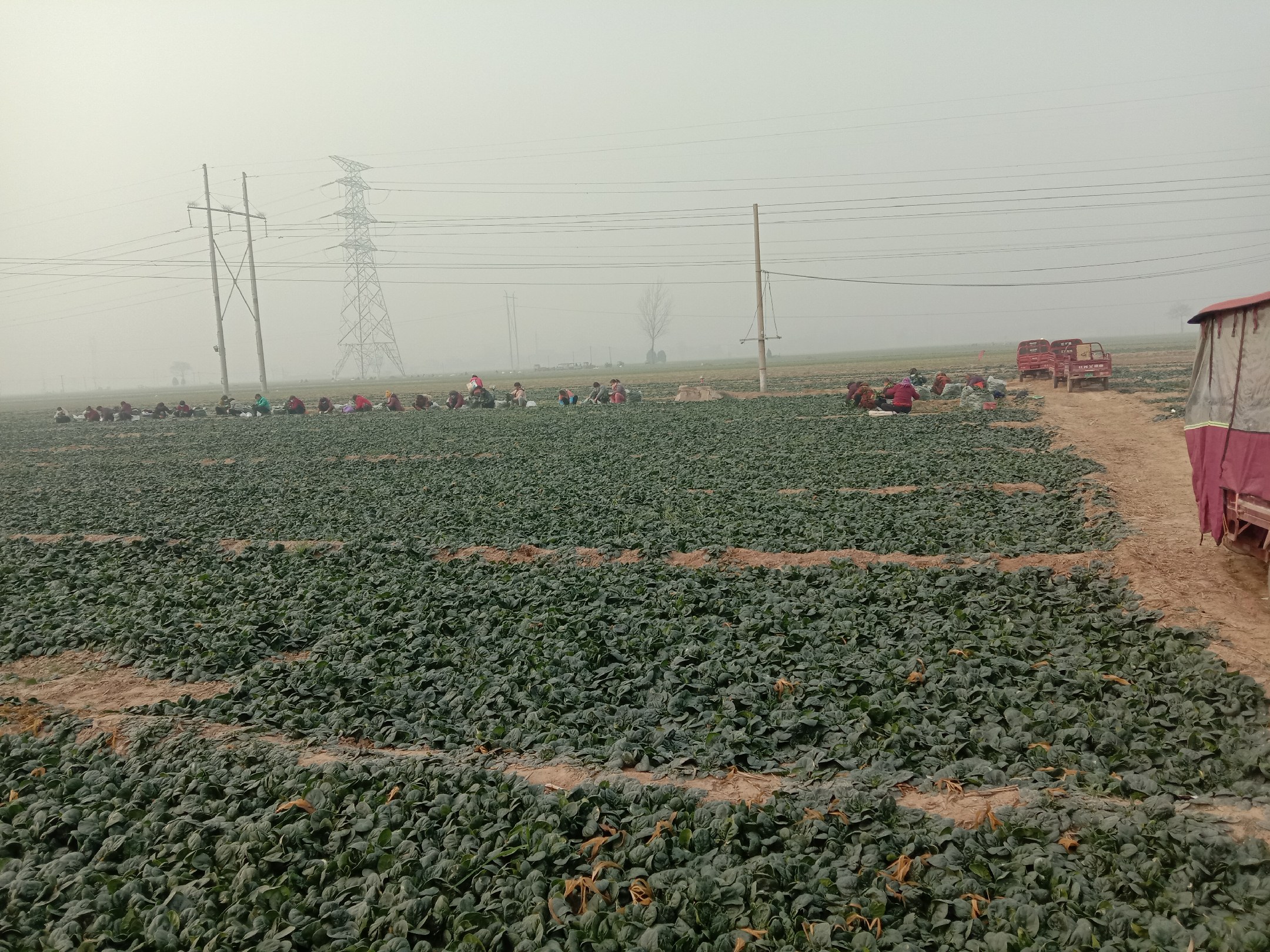 工人在田边对刚采摘的东南亚大叶菠菜进行分级整理,去除老叶黄叶,用清水冲洗后装入塑料筐,准备运往附近加工厂;背景可见冷链运输车辆待命 东南亚大叶菠菜采收与初加工场景