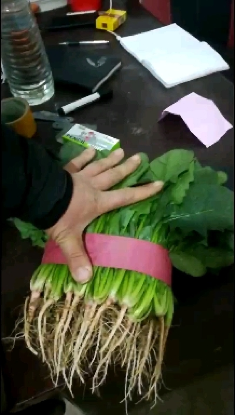 老板您好，我是河北邯郸蔬菜产地代收代卖，常年供应精品菠菜