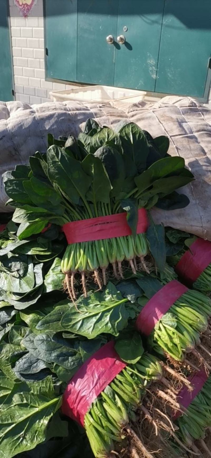 老板您好，我是河北邯郸蔬菜产地代收代卖，常年供应精品菠菜