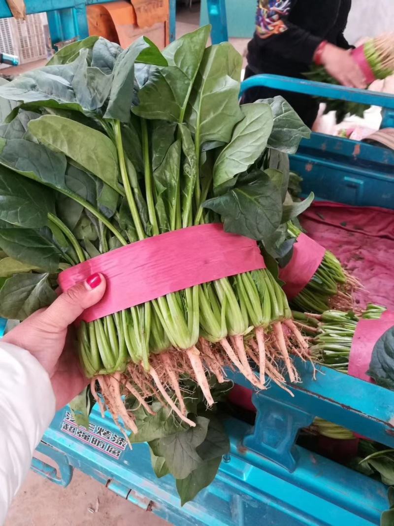 老板您好，我是河北邯郸蔬菜产地代收代卖，常年供应精品菠菜
