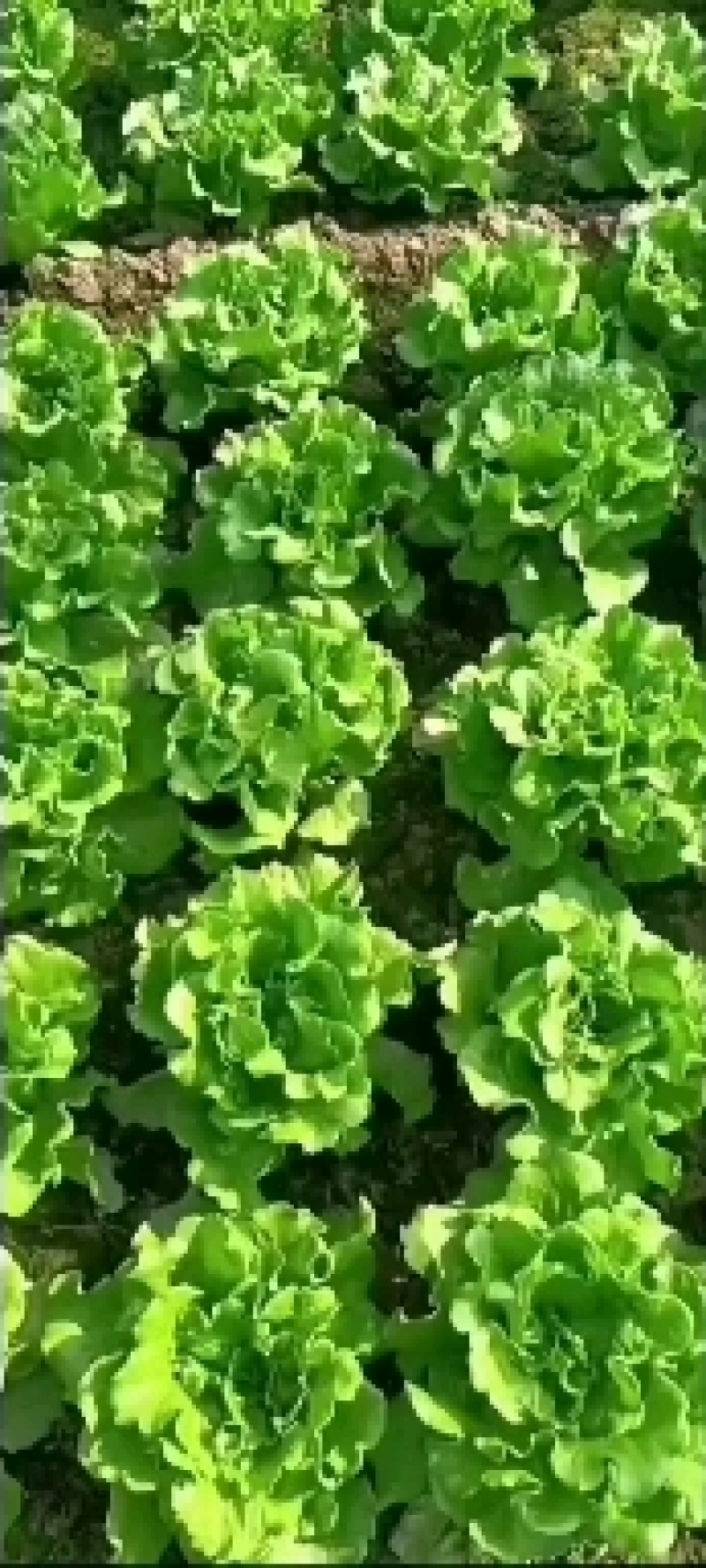 意大利生菜