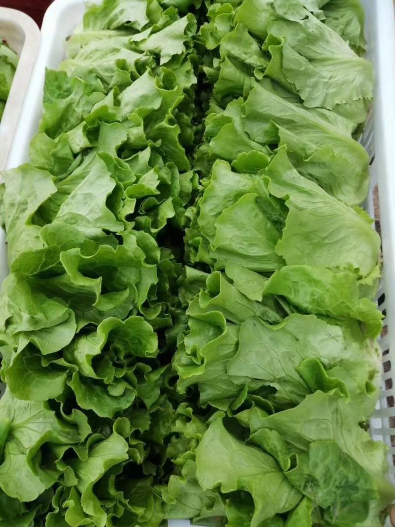 意大利生菜