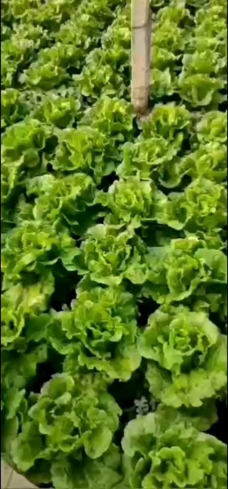 意大利生菜
