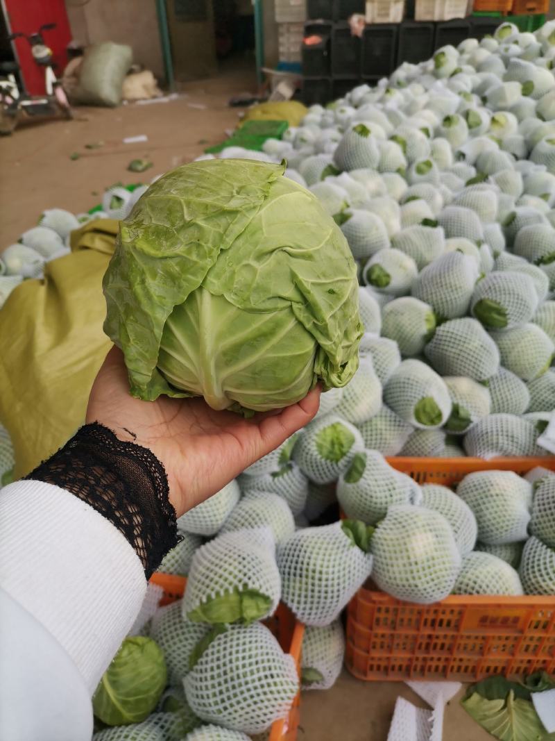 河北邯郸甘蓝