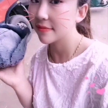 紫甘蓝