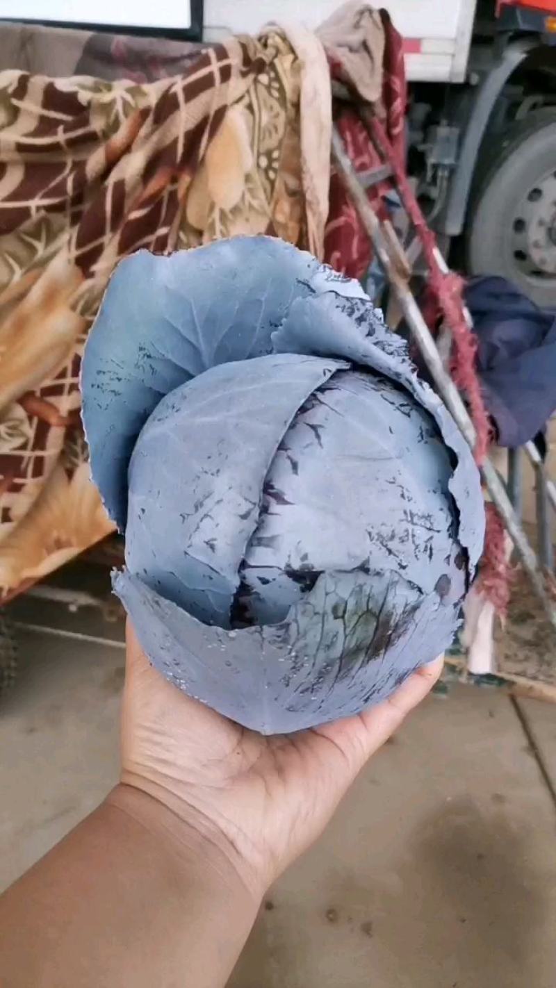 紫甘蓝