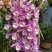 云南基地种植报春石斛，玫瑰石斛，上板好四月份开花