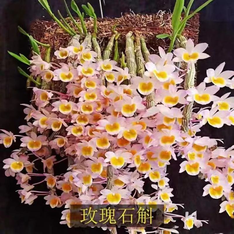 云南基地种植报春石斛，玫瑰石斛，上板好四月份开花