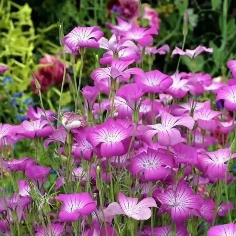 麦仙翁种子耐旱花海麦毒草花期长四季播种庭院景观花卉种