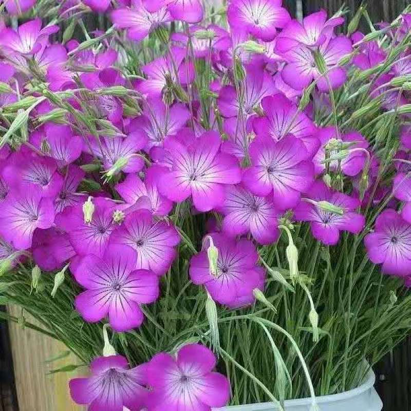 麦仙翁种子耐旱花海麦毒草花期长四季播种庭院景观花卉种