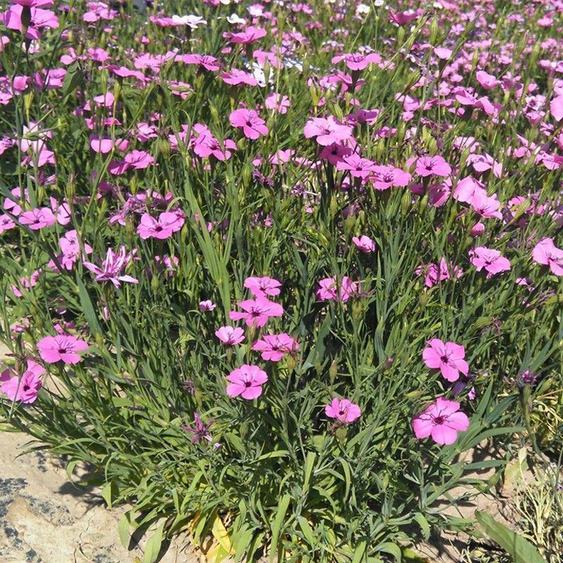 麦仙翁种子耐旱花海麦毒草花期长四季播种庭院景观花卉种