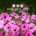 麦仙翁种子耐旱花海麦毒草花期长四季播种庭院景观花卉种