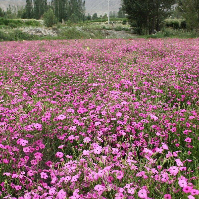 麦仙翁种子耐旱花海麦毒草花期长四季播种庭院景观花卉种