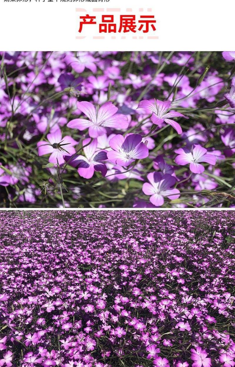 麦仙翁种子耐旱花海麦毒草花期长四季播种庭院景观花卉种