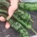 【推荐】大量小皱皮上市精品货价格合适货源稳定产地直发