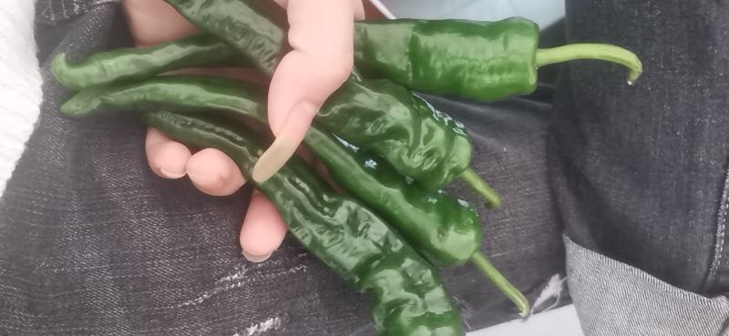 【推荐】大量小皱皮上市精品货价格合适货源稳定产地直发