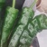 【推荐】大量小皱皮上市精品货价格合适货源稳定产地直发
