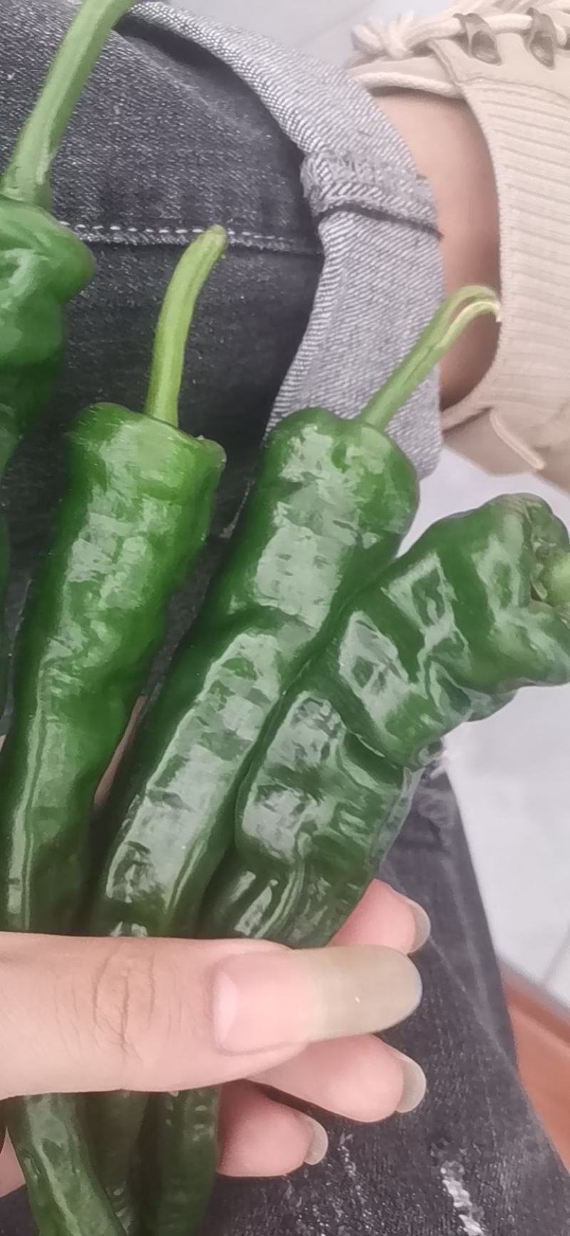 【推荐】大量小皱皮上市精品货价格合适货源稳定产地直发