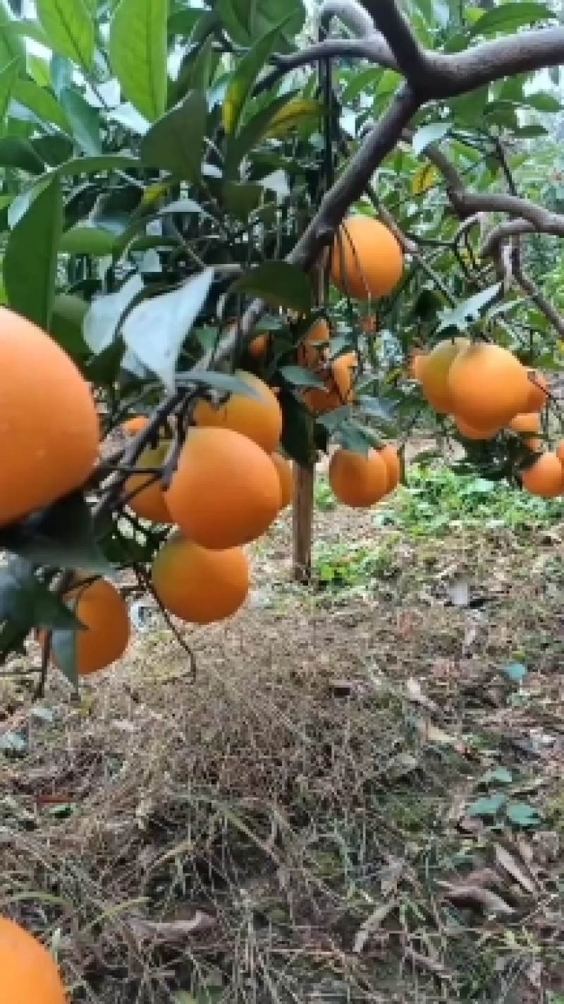 巴阳椪柑，红橙，纽荷尔巳大量上市