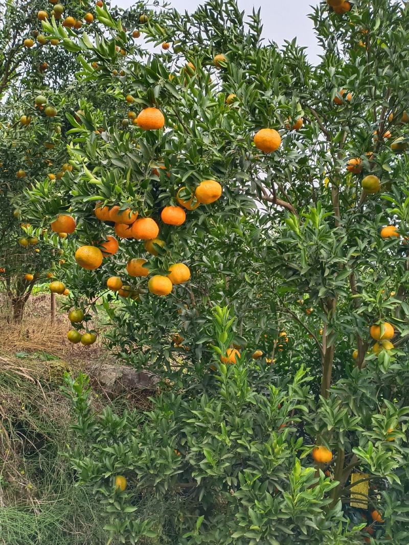 巴阳椪柑，红橙，纽荷尔巳大量上市