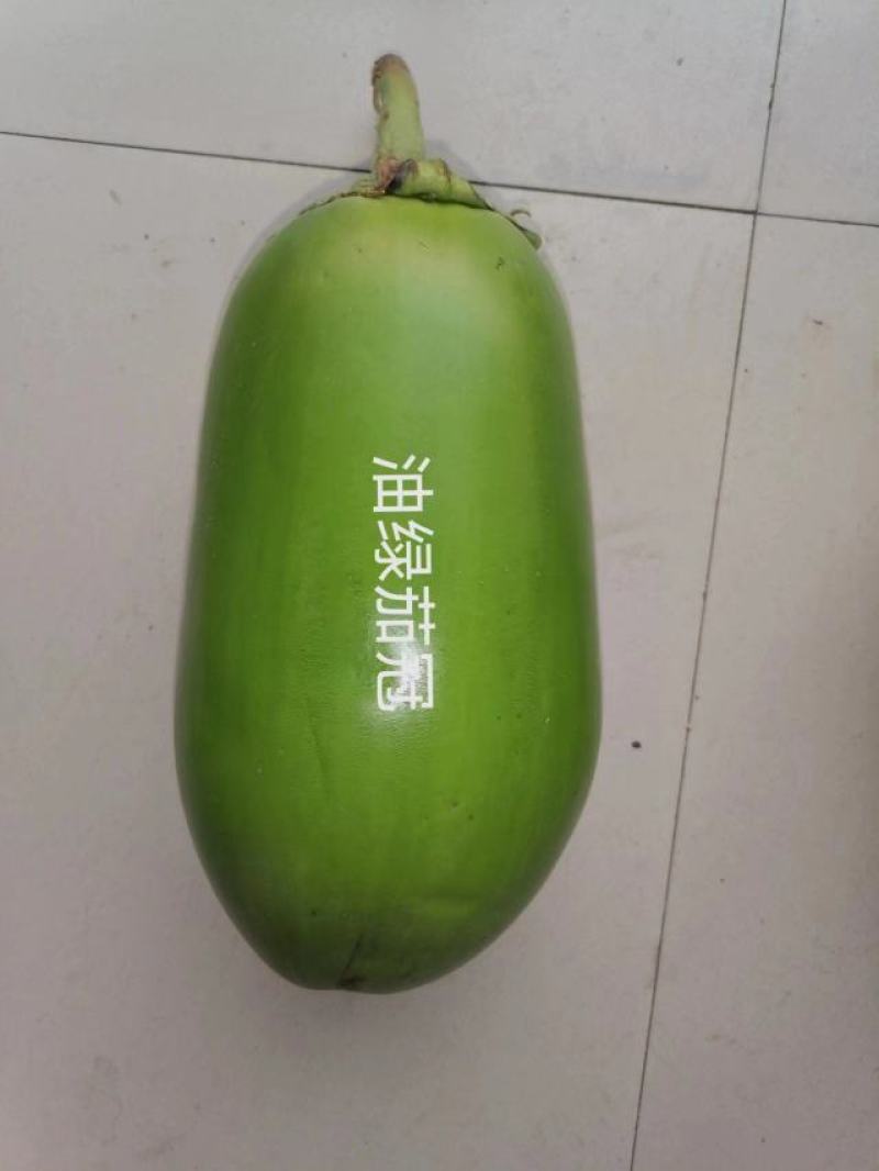 洛阳早青茄：色油绿质细嫩，籽少品质优保护地露地均可