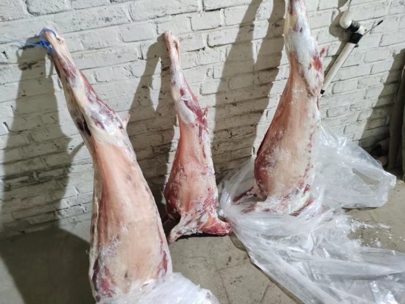 内蒙草地羊，修尾，净腔，内蒙包头发，全手续