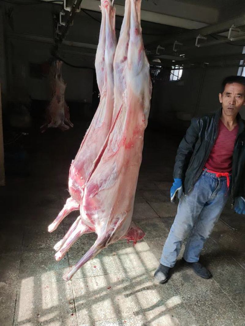 内蒙草地羊，修尾，净腔，内蒙包头发，全手续