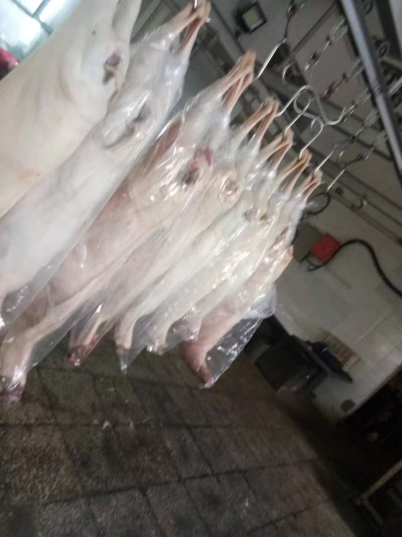 内蒙草地羊，修尾，净腔，内蒙包头发，全手续