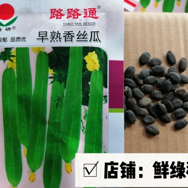 扬研早熟香丝瓜粗棒状风味浓郁品质优耐贮运