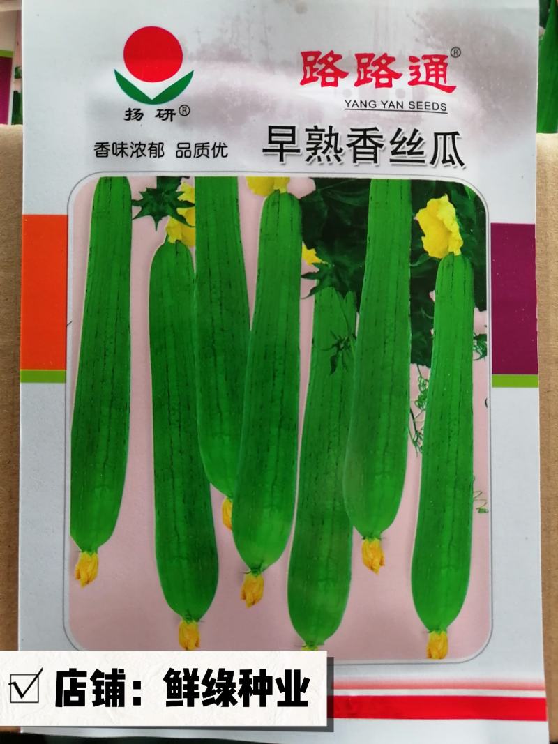扬研早熟香丝瓜粗棒状风味浓郁品质优耐贮运