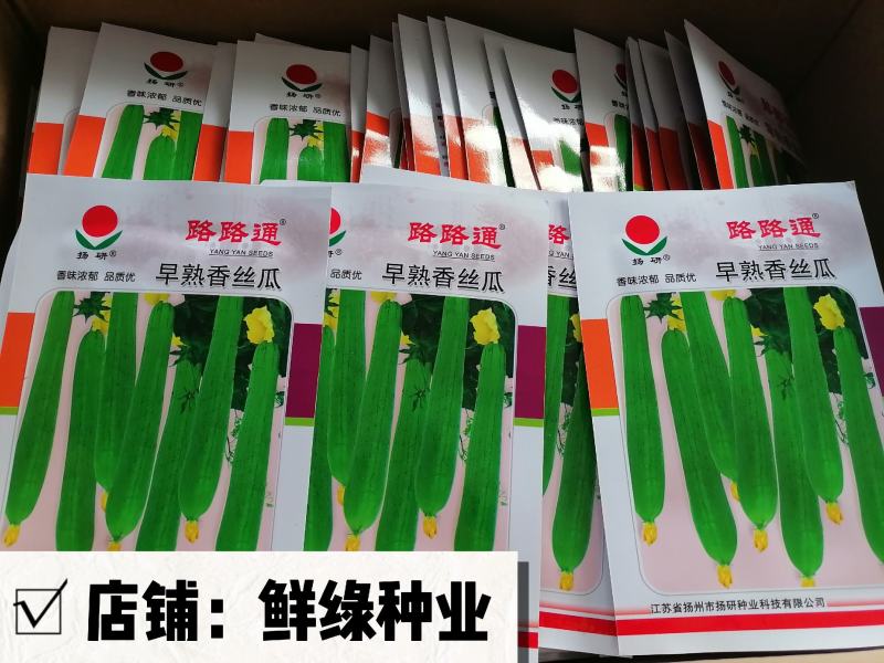 扬研早熟香丝瓜粗棒状风味浓郁品质优耐贮运
