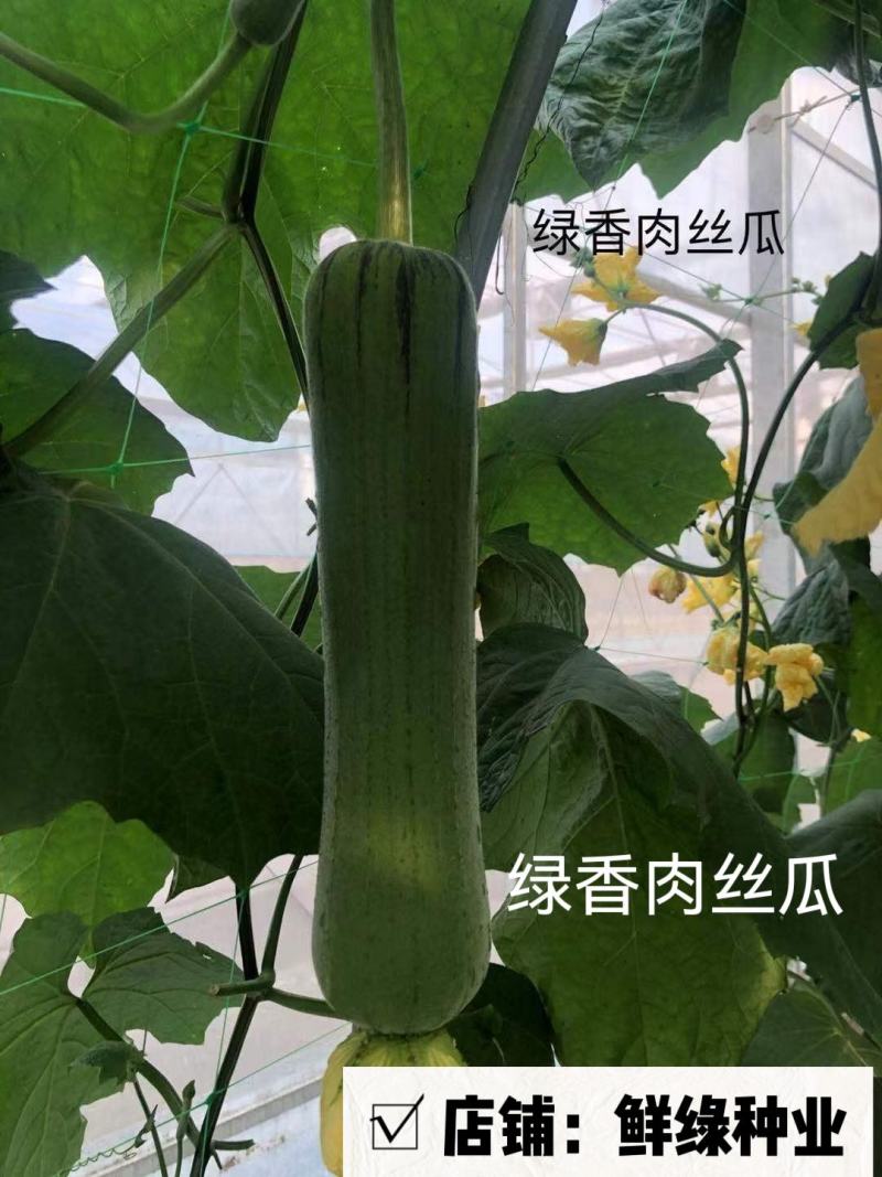 扬研早熟香丝瓜粗棒状风味浓郁品质优耐贮运