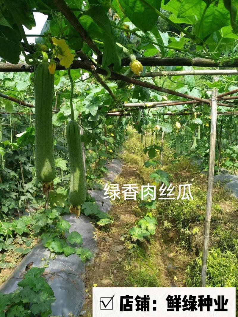 扬研早熟香丝瓜粗棒状风味浓郁品质优耐贮运
