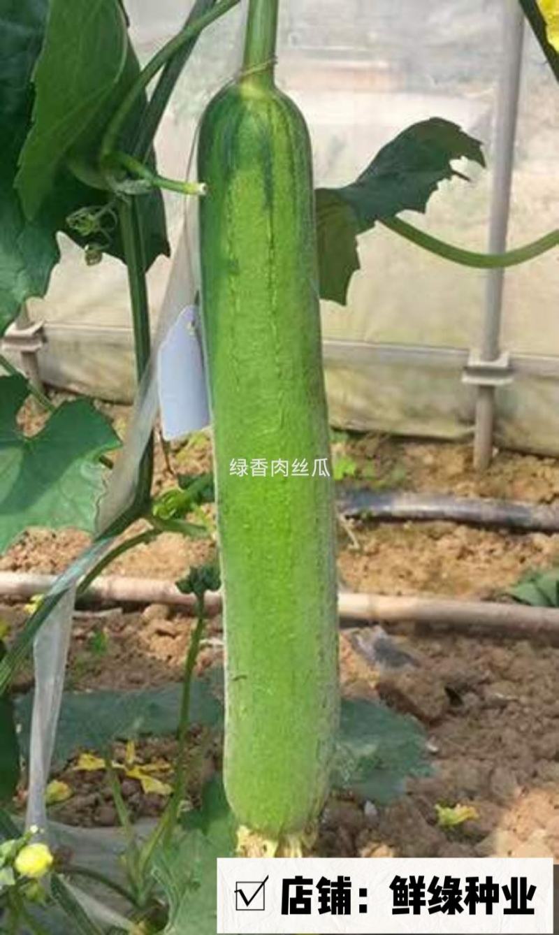 全兴优选早香肉丝瓜早熟耐热长圆棒形瓜肉软甜爽口
