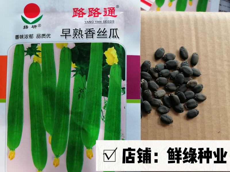 全兴优选早香肉丝瓜早熟耐热长圆棒形瓜肉软甜爽口