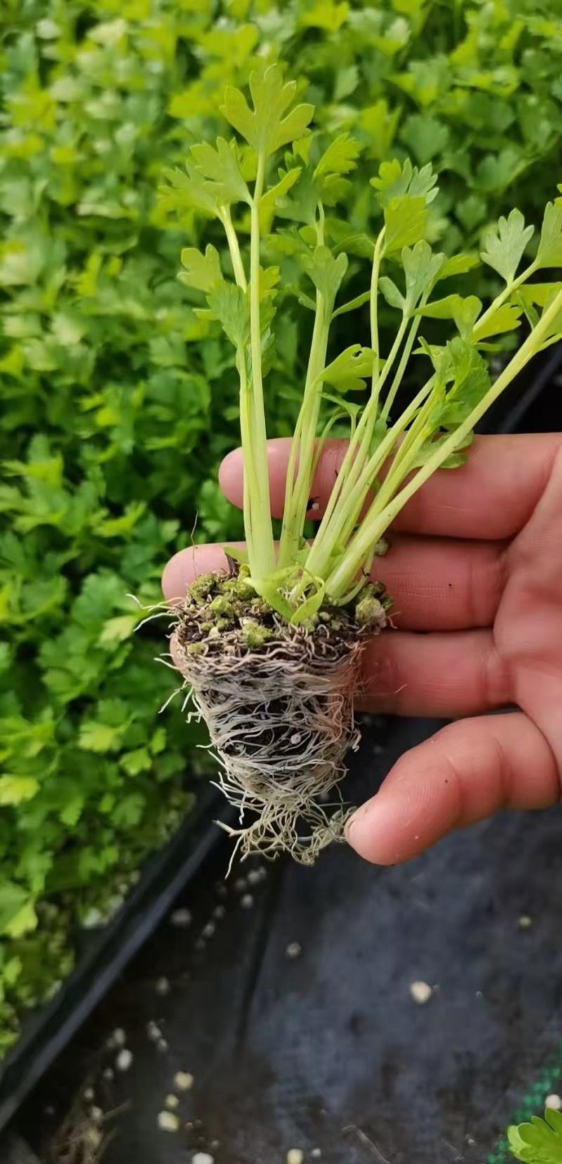【芹菜】芹菜苗山东芹菜苗，穴盘苗法国皇后