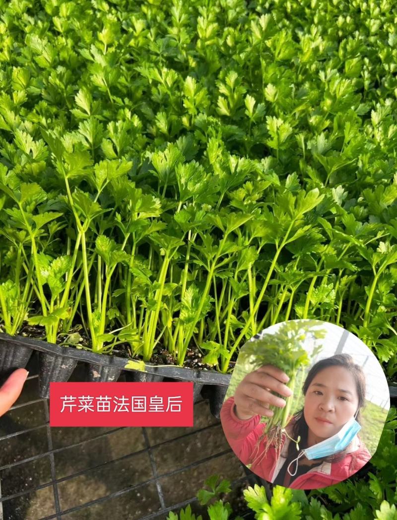 【芹菜】芹菜苗山东芹菜苗，穴盘苗法国皇后