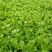 【芹菜】芹菜苗山东芹菜苗，穴盘苗法国皇后