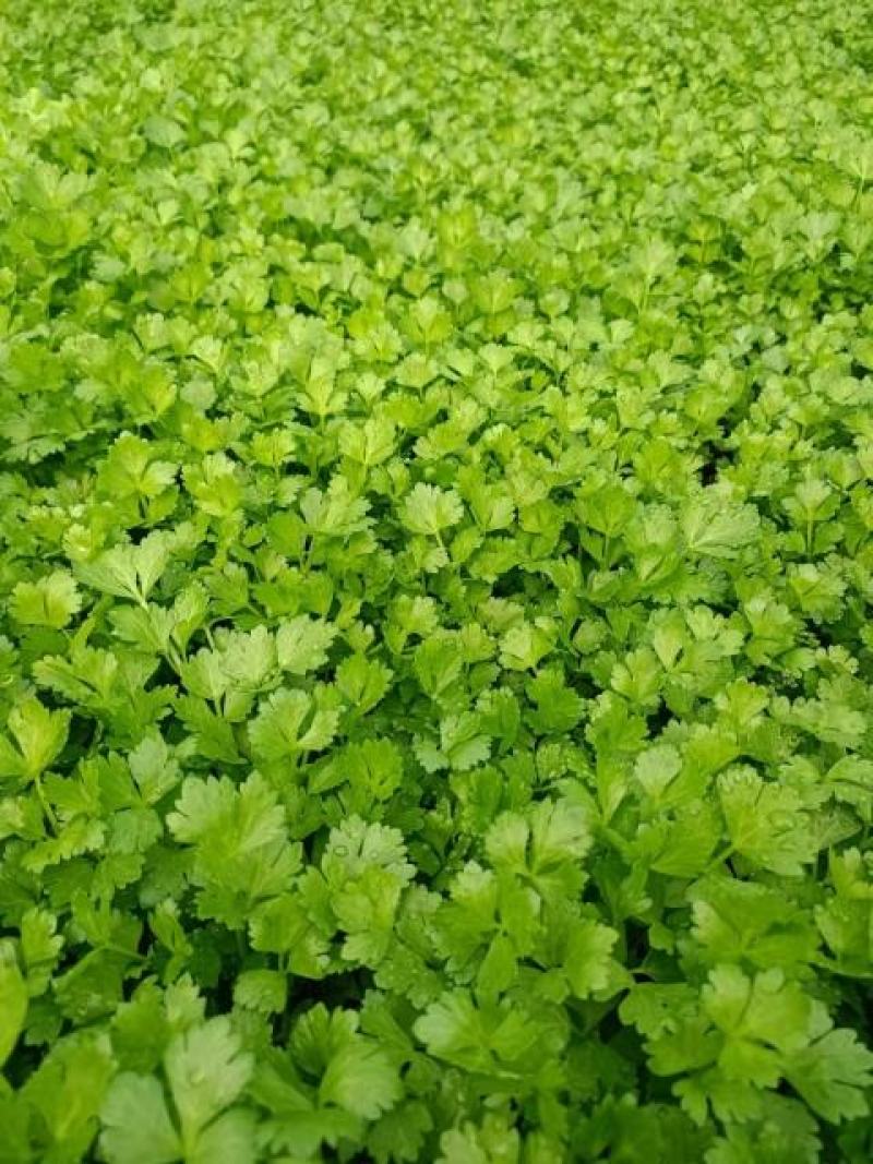 【芹菜】芹菜苗山东芹菜苗，穴盘苗法国皇后