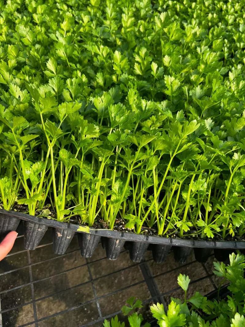 【芹菜】芹菜苗山东芹菜苗，穴盘苗法国皇后