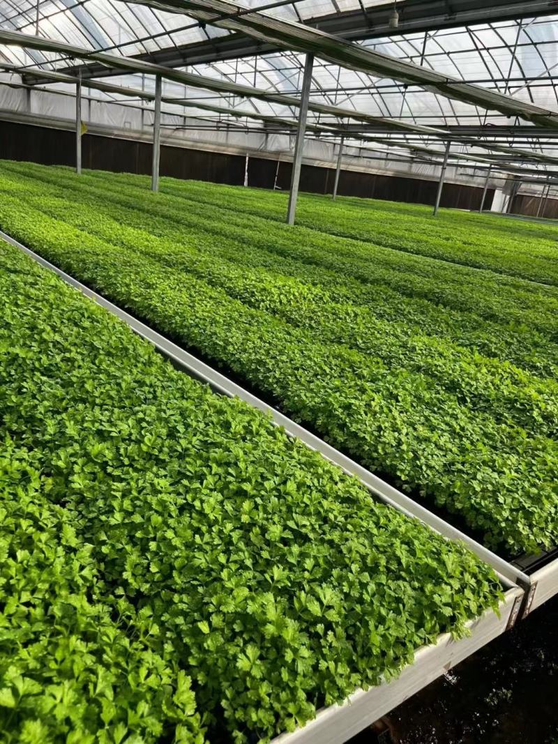 【芹菜】芹菜苗山东芹菜苗，穴盘苗法国皇后