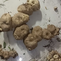 野生甜黄精黄精大量现货现货现发欢迎电话联系