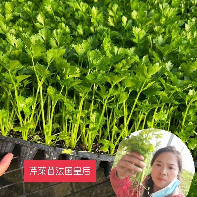 【芹菜】芹菜苗山东芹菜苗，穴盘苗法国皇后